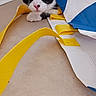 Baya participe au concours pour gagner de l'argent avec cette photo : cat, kitten, black_and_white, animal, pet, face, eyes, whiskers, pink_nose, white_paws, sitting, indoors, table, yellow_straps, blue_fabric, white_fabric, colorful, close_up, portrait, curious