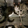 cat, kitten, black_and_white, animal, pet, feline, sitting, lying_down, portrait, whiskers, ears, eyes, nose, paws, tail, washing_machine, metal, reflective, indoors, funny
