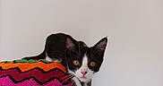 Baya participe au concours pour gagner de l'argent avec cette photo : cat, kitten, black_and_white, animal, pet, feline, cute, curious, wide_eyed, portrait, close_up, whiskers, ears, paws, pink_nose, amber_eyes, crocheted_blanket, colorful, indoor, sitting