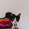 cat, kitten, black_and_white, animal, pet, feline, cute, curious, wide_eyed, portrait, close_up, whiskers, ears, paws, pink_nose, amber_eyes, crocheted_blanket, colorful, indoor, sitting
