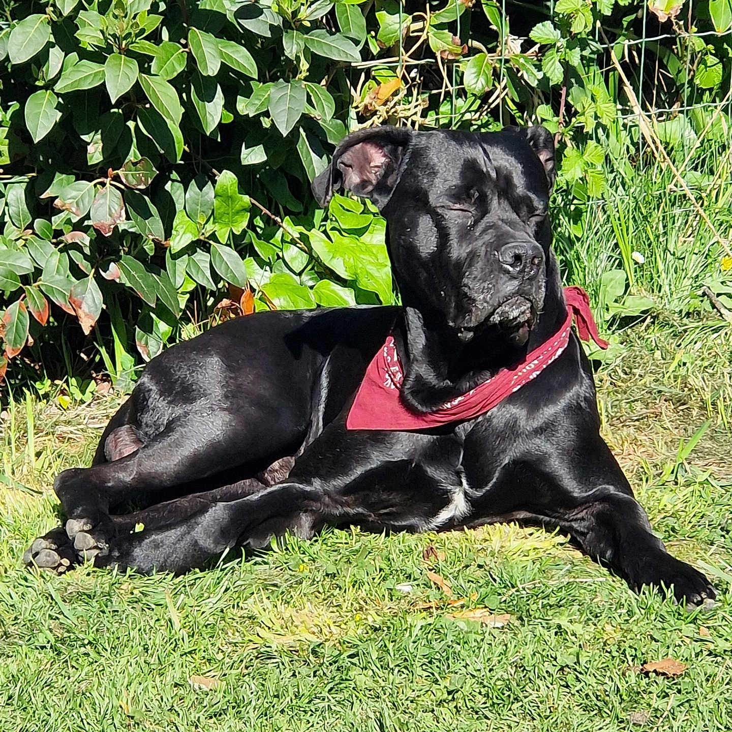 Paco a rejoint le concours — aidez-le/la à gagner de superbes lots ! animal, backyard, boxer, bulldog, canine, dog, frenchbulldog, grass, green, labradorretriever, lawn, leaf, nature, outdoors, pet, pitbull, plant, puppy, vegetation, yard