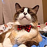 Valentino joined the competition — help win amazing prizes! cat, bow_tie, pet, feline, indoor, blanket, blue_blanket, fur, whiskers, relaxed, cute, animal, domestic_cat, portrait, close_up, sleepy, resting, bed, cozy, fluffy