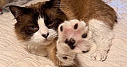 Valentino is registered to the contest to win money with this photo: cat, paw, bed, fur, stretching, indoor, cozy, relaxed, animal, pet, whiskers, claws, cute, feline, sleepy, comfort, closeup, tabby, domestic_cat, mammal
