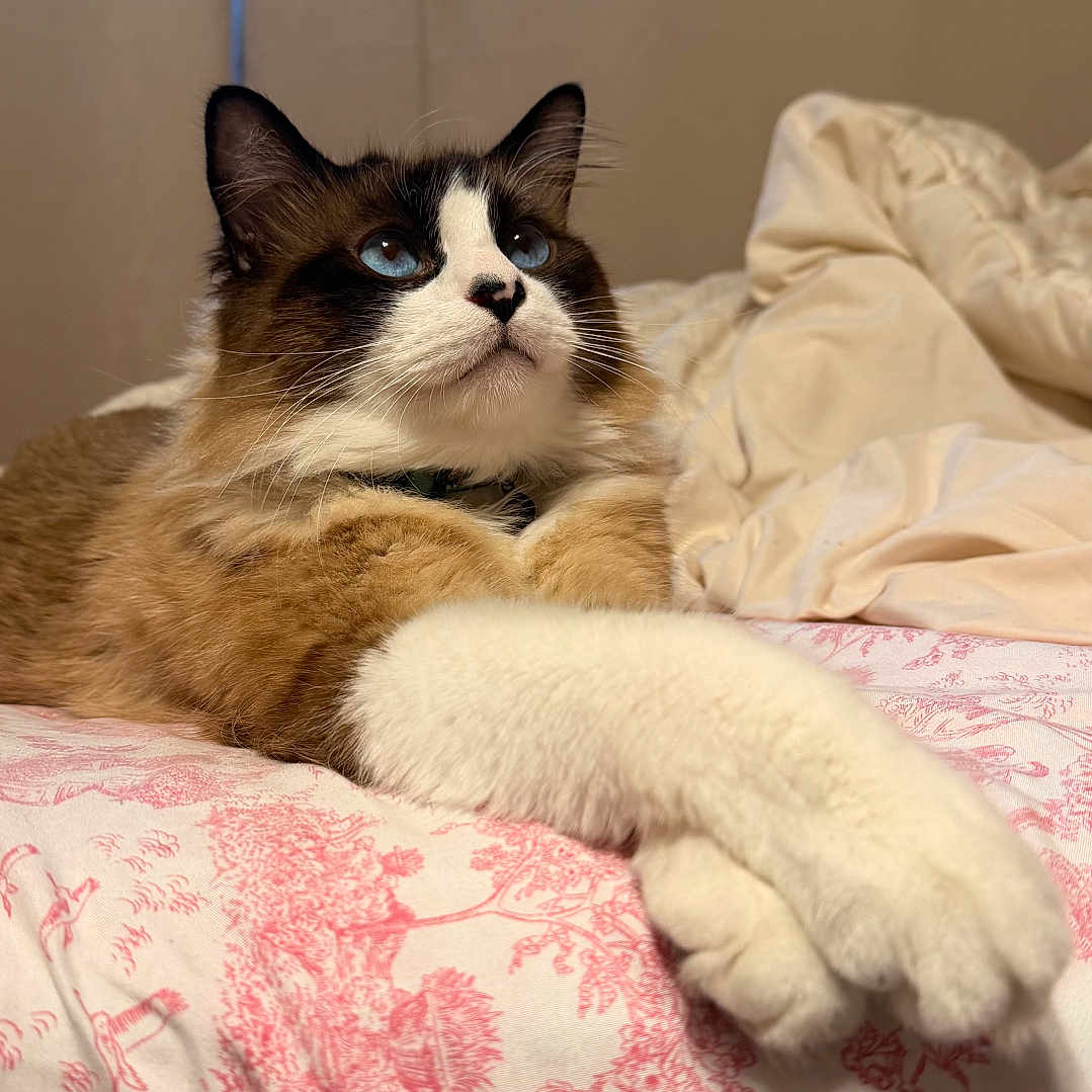 Valentino is registered to the contest to win money with this photo: cat, ragdoll, blue_eyes, fur, paws, bed, blanket, pink, floral, pattern, indoor, pet, relaxed, resting, cute, animal, whiskers, ears, feline, cozy