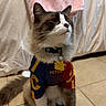 Valentino is registered to the contest to win money with this photo: cat, pet, indoor, animal, fur, collar, clothing, tile_floor, bed, blanket, cute, sitting, portrait, domestic, feline, whiskers, ears, tail, looking_up, colorful