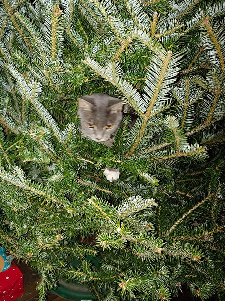 Nixie joined the competition — help win amazing prizes! branch, carnivore, cat, christmas_decoration, christmas_ornament, christmas_tree, evergreen, felidae, ferns_and_horsetails, grass, groundcover, larch, plant, shrub, terrestrial_plant, tree, twig, vegetation, whiskers, woody_plant