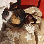 Mojito participe au concours pour gagner de l'argent avec cette photo : canidae, carnivore, chihuahua, collar, comfort, companion_dog, dog, dog_breed, dog_supply, ear, fawn, fur, linens, pattern, paw, snout, sporting_group, toy_dog, whiskers, working_animal