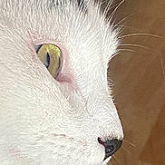 Lune a rejoint le concours — aidez-le/la à gagner de superbes lots ! animal, black_markings, cat, close_up, cute, domestic_cat, feline, focused, fur_texture, green_eye, indoor, macro, mammal, nose, pet, portrait, side_profile, soft_lighting, whiskers, white_fur