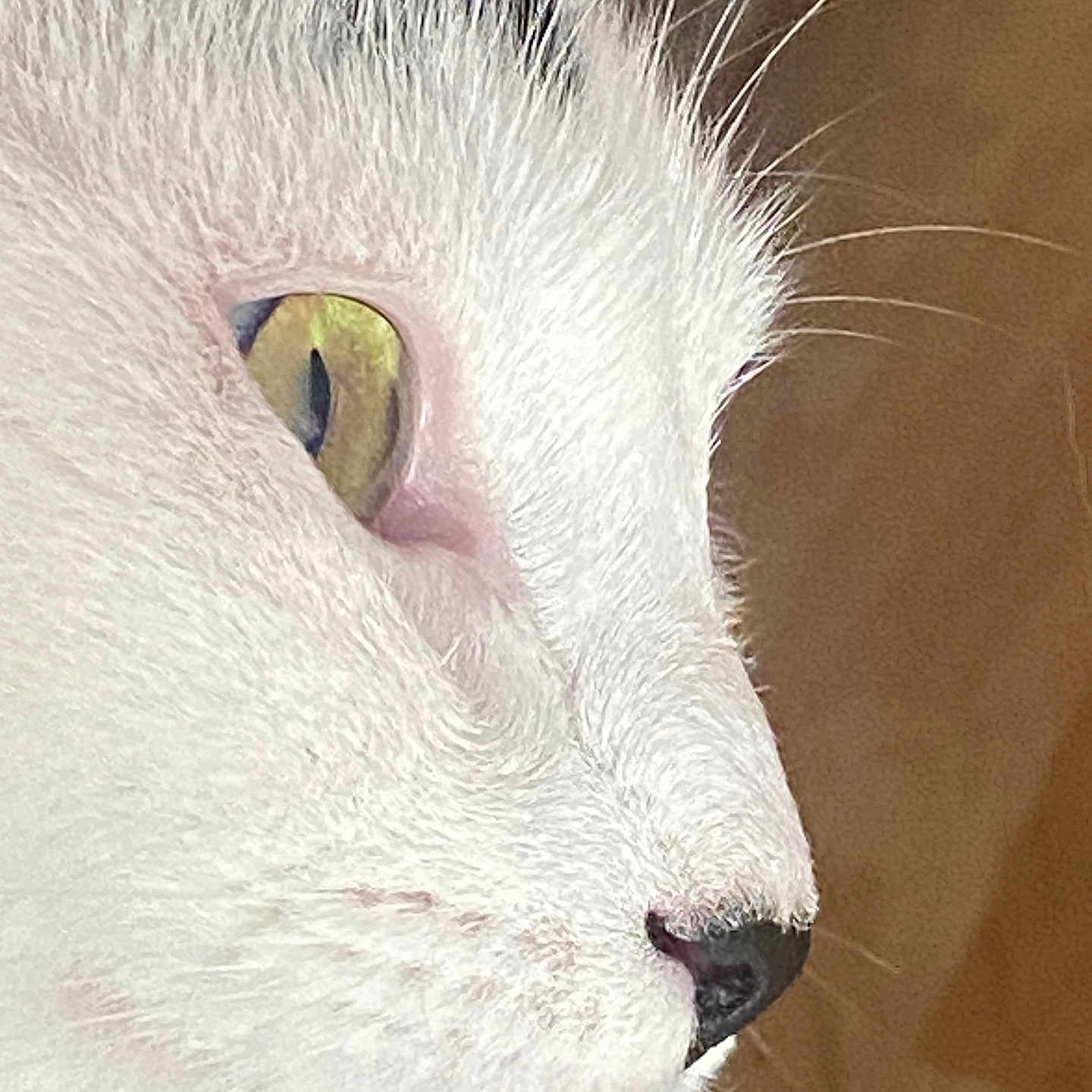 Lune a rejoint le concours — aidez-le/la à gagner de superbes lots ! animal, black_markings, cat, close_up, cute, domestic_cat, feline, focused, fur_texture, green_eye, indoor, macro, mammal, nose, pet, portrait, side_profile, soft_lighting, whiskers, white_fur