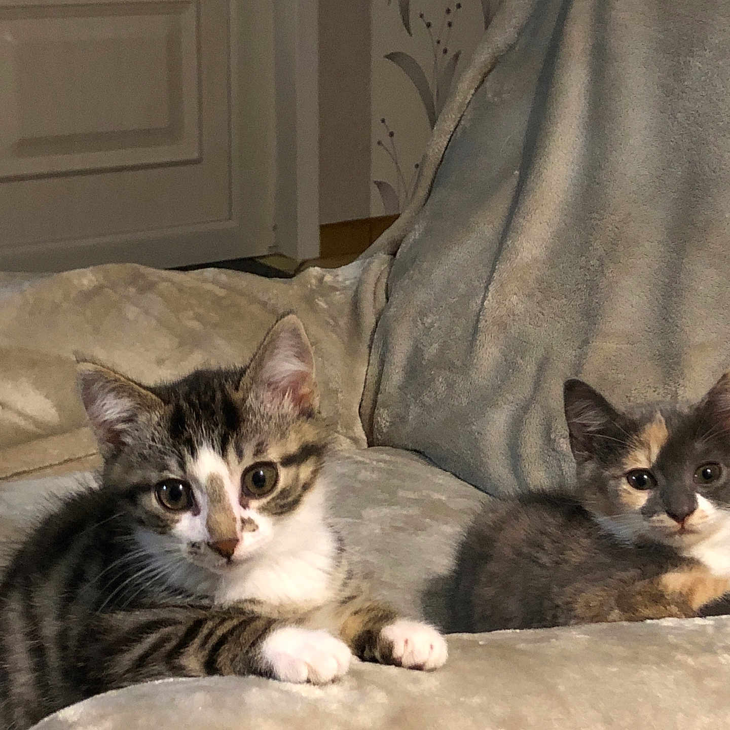 Arielle Et Arthus participe au concours pour gagner de l'argent avec cette photo : adorable, animal, calico, cat, couch, cute, ears, eyes, feline, fur, home, indoor, kitten, paw, pet, relaxing, resting, tabby, whiskers, young