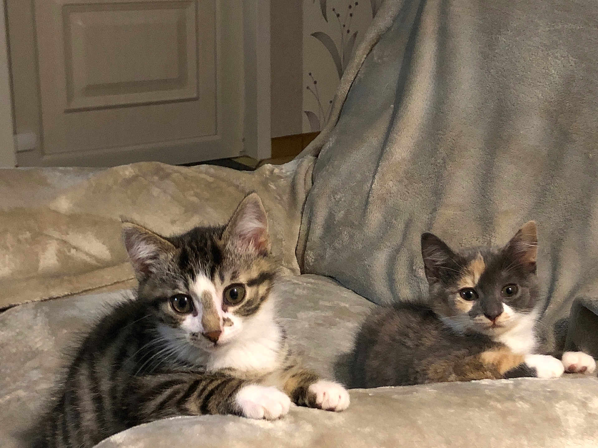 Arielle Et Arthus participe au concours pour gagner de l'argent avec cette photo : kitten, cat, feline, pet, animal, indoor, couch, resting, cute, fur, whiskers, ears, eyes, paw, tabby, calico, young, adorable, home, relaxing