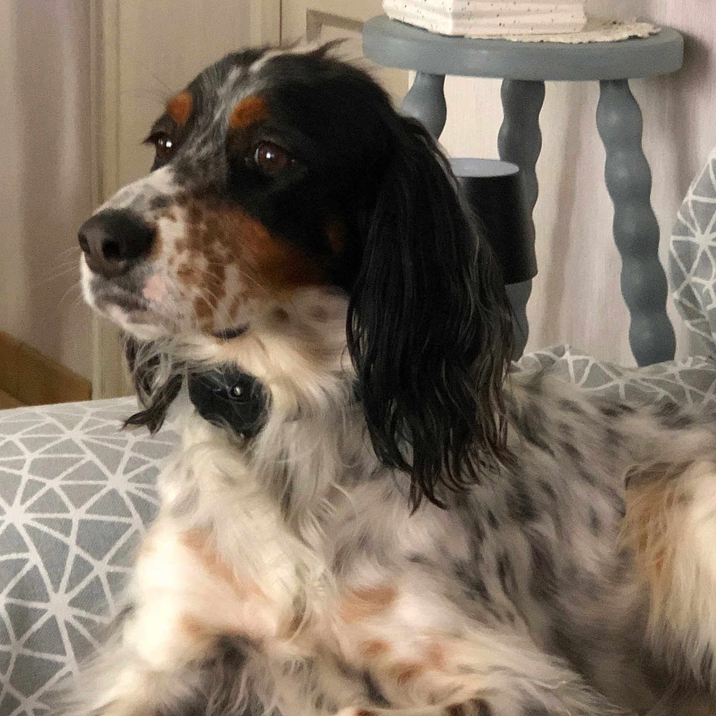 Talya participe au concours pour gagner de l'argent avec cette photo : animal, comfortable, cushion, decor, dog, ears, fur, furniture, home, indoor, looking_away, nose, patterned, paw, pet, portrait, potted_plant, relaxed, side_table, speckled