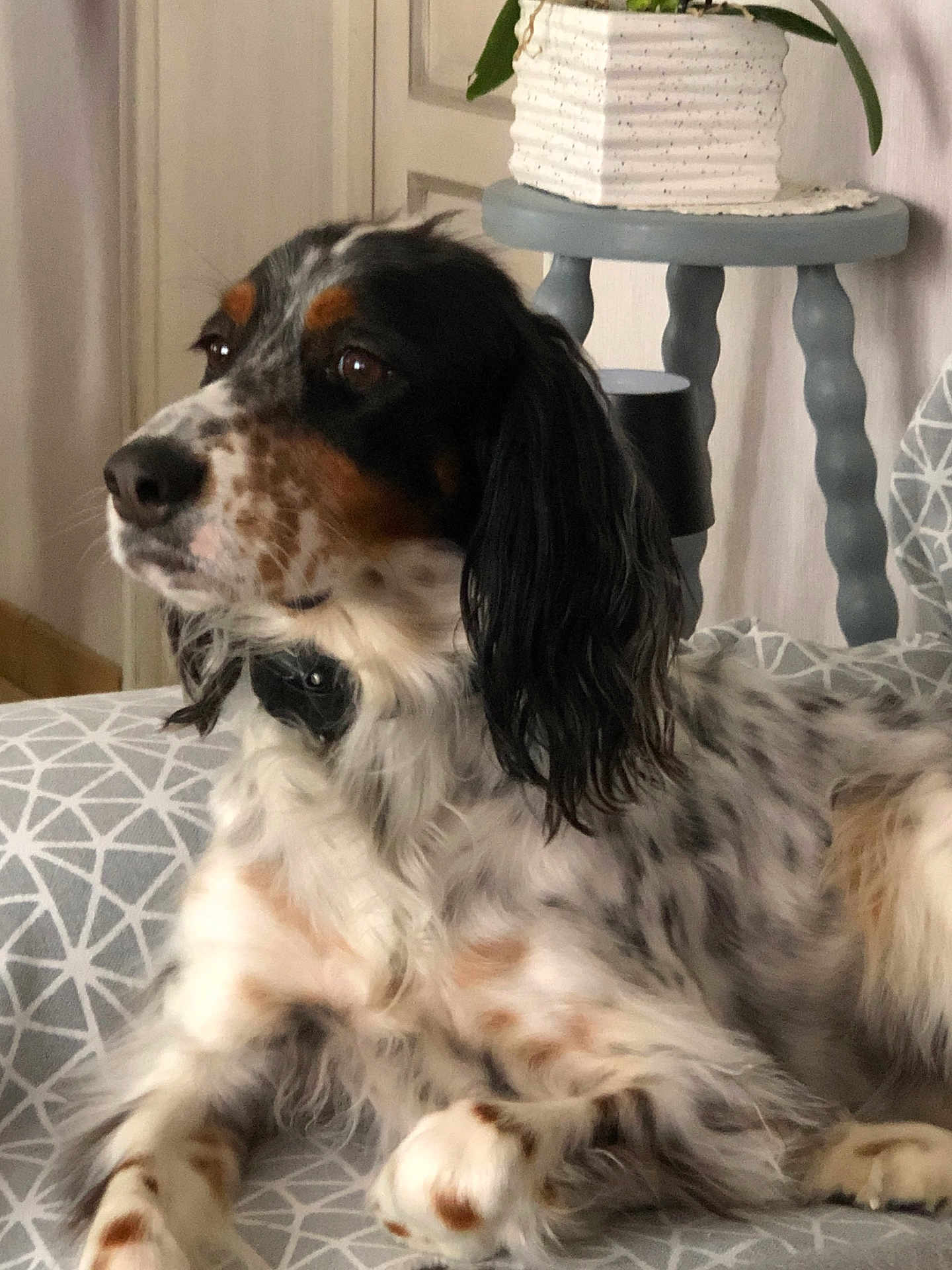 Talya participe au concours pour gagner de l'argent avec cette photo : dog, indoor, cushion, patterned, potted_plant, side_table, relaxed, speckled, fur, ears, nose, paw, furniture, home, pet, animal, portrait, comfortable, looking_away, decor