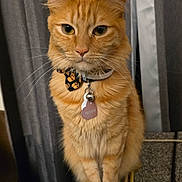 Tucker is registered to the contest to win money with this photo: cat, orange_tabby, pet, collar, bow_tie, tag, indoor, feline, whiskers, ears, fur, sitting, curtains, cute, animal, domestic_animal, portrait, looking_at_camera, close_up, tabby