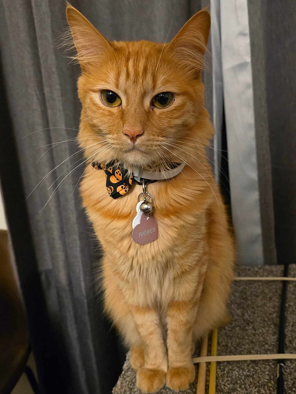 Tucker is registered to the contest to win money with this photo: cat, orange_tabby, pet, collar, bow_tie, tag, indoor, feline, whiskers, ears, fur, sitting, curtains, cute, animal, domestic_animal, portrait, looking_at_camera, close_up, tabby