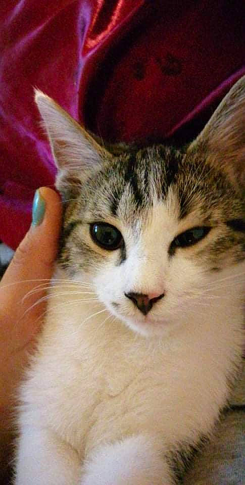 Michou participe au concours pour gagner de l'argent avec cette photo : carnivore, cat, domestic_short_haired_cat, eye, felidae, fur, paw, plant, small_to_medium_sized_cats, snout, terrestrial_animal, tree, whiskers, window