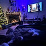 Ash joined the competition — help win amazing prizes! blanket, cat, christmas_tree, cozy, decorations, festive, fireplace, furniture, holiday, home, indoor, lamp, living_room, pet, presents, purple_light, relaxation, sleeping, soft_lighting, television