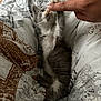 animal, blanket, cat, cozy, cute, furry, gray_cat, human_hand, indoor, interaction, kitten, patterned_blanket, paw, pet, resting, sleepy, soft, touch, white_cat, young_cat
