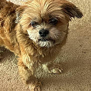 Duncan joined the competition — help win amazing prizes! adorable, animal, brown, canine, carpet, closeup, companion, cute, dog, domestic_animal, ears, face, fur, furry, indoor, looking_up, paw, pet, small_dog, standing