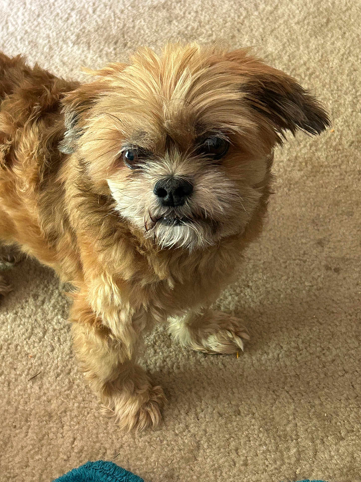 Duncan joined the competition — help win amazing prizes! adorable, animal, brown, canine, carpet, closeup, companion, cute, dog, domestic_animal, ears, face, fur, furry, indoor, looking_up, paw, pet, small_dog, standing