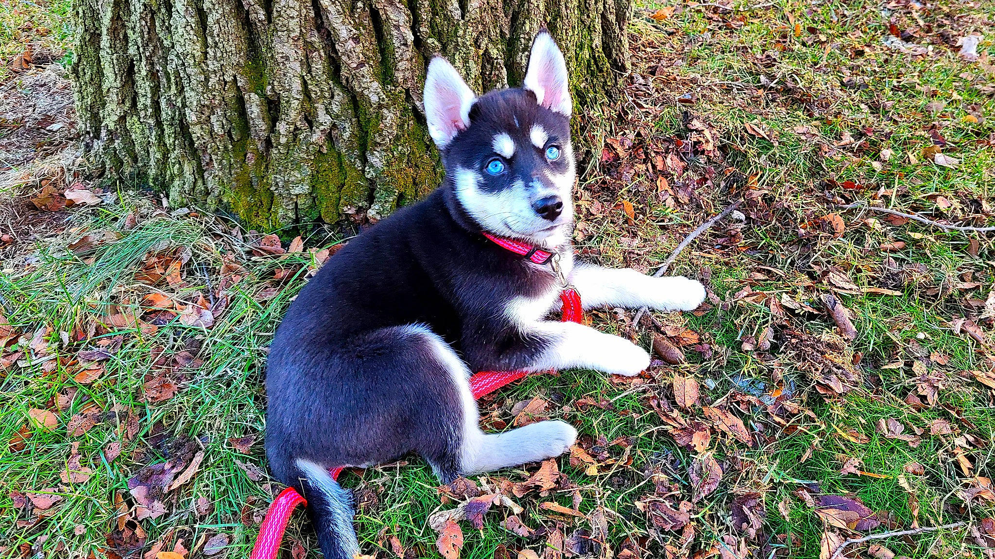 Winter is registered to the contest to win money with this photo: canidae, carmine, carnivore, companion_dog, dog, dog_breed, electric_blue, fur, grass, groundcover, non_sporting_group, plant, snout, sporting_group, tail, terrestrial_animal, tree