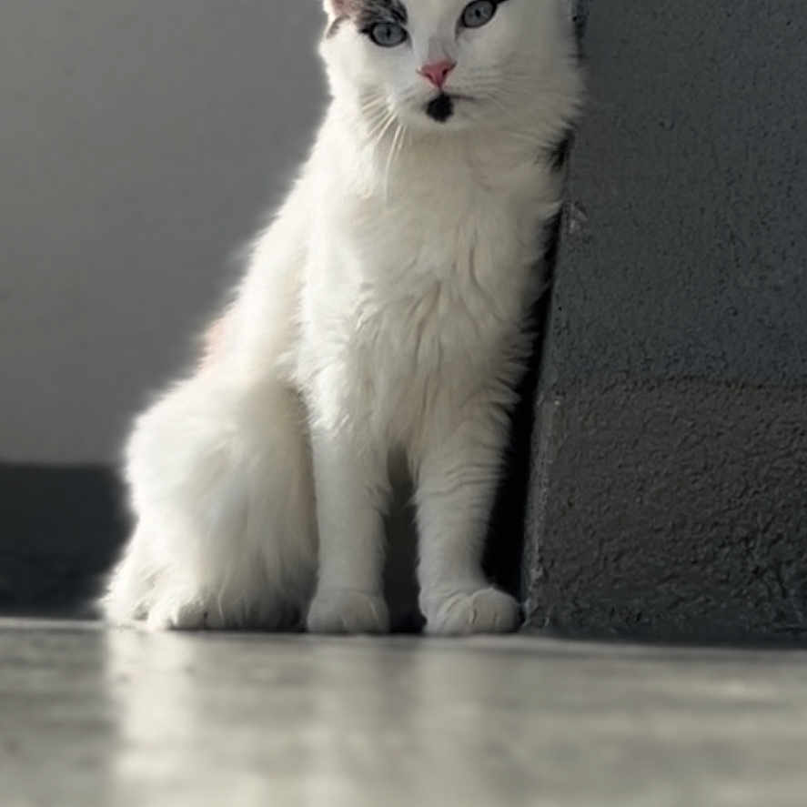 Mashka