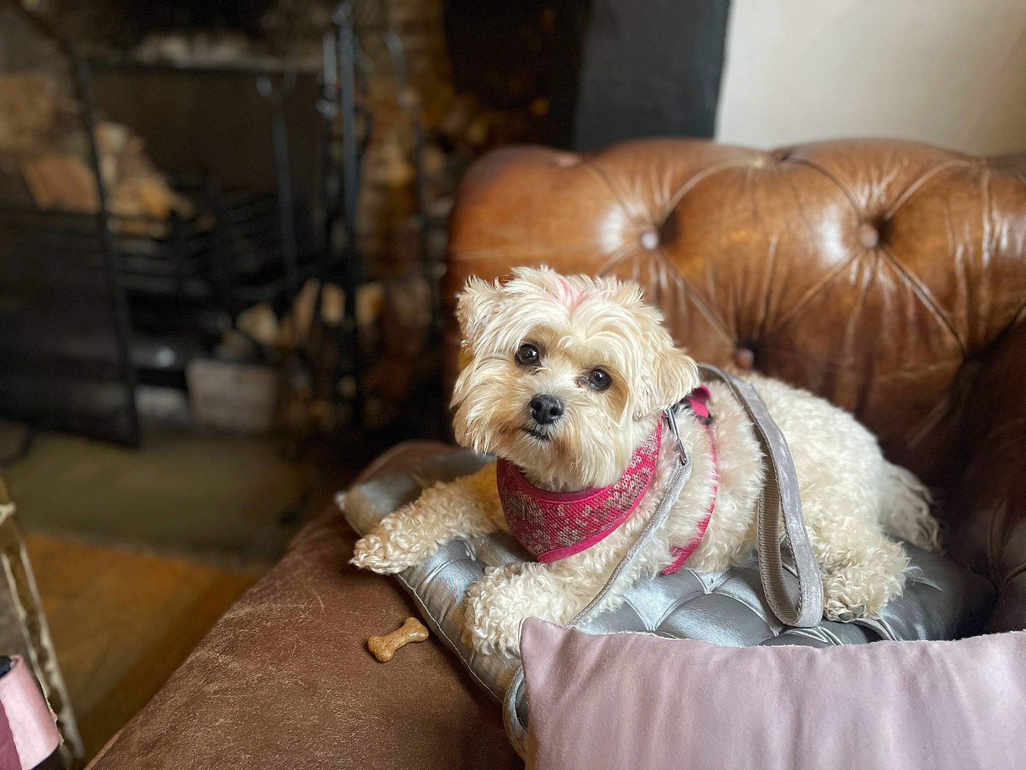 Doris is registered to the contest to win money with this photo: carnivore, chair, collar, comfort, companion_dog, couch, dog, dog_breed, dog_collar, dog_supply, fawn, glasses, liver, snout, sunglasses, terrier, toy, toy_dog, wood, working_animal