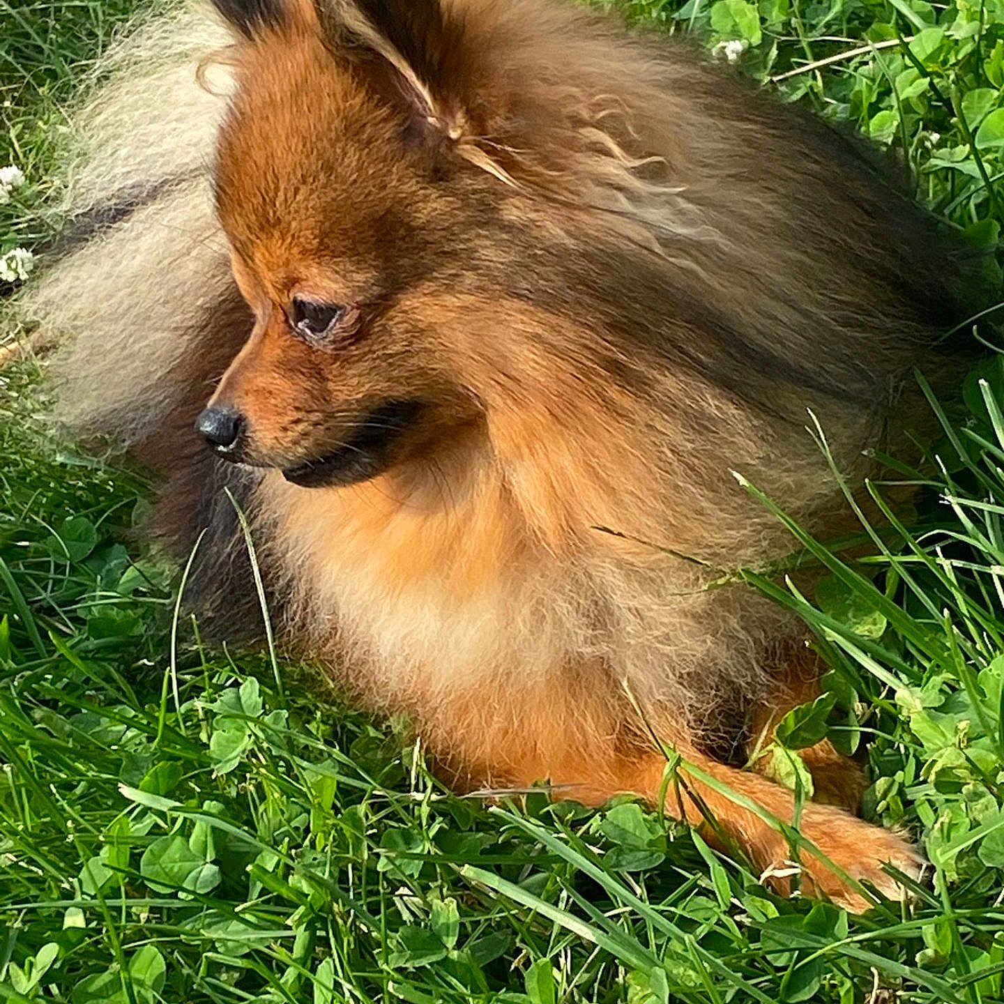 Bruno is registered to the contest to win money with this photo: animal, animal_portrait, canine, cute, dog, domestic_animal, fluffy, fur, grass, greenery, mammal, nature, outdoor, pet, pomeranian, relaxed, resting, side_view, small_dog, sunlight