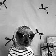 Ski joined the competition — help win amazing prizes! dog, small_dog, pet, animal, sunglasses, clothing, striped_shirt, headscarf, fashion, cute, portrait, black_and_white, birthday, presents, gift_boxes, bow_ribbons, bed, indoor, sitting, costume