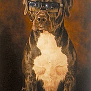 Vatos a rejoint le concours — aidez-le/la à gagner de superbes lots ! accessories, animal, art, bostonbull, boxer, bulldog, canine, dog, face, frenchbulldog, glasses, head, painting, person, pet, photography, portrait, puppy, snout, sunglasses