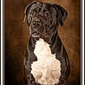 Vatos participe au concours pour gagner de l'argent avec cette photo : animal, boxer, bulldog, canine, dog, face, greatdane, head, hound, labradorretriever, person, pet, photography, pitbull, pointer, portrait, puppy, snout