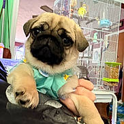 Princess Leia is registered to the contest to win money with this photo: puppy, dog, pug, pet, cute, indoor, animal, clothing, hand, cage, birdcage, furniture, room, background, colorful, holding, closeup, portrait, animal_clothing, home