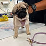 Princess Leia joined the competition — help win amazing prizes! puppy, pug, dog, pet, harness, leash, table, watch, arm, indoor, veterinary, clinic, animal, cute, curious, small, young, domestic_animal, person, holding