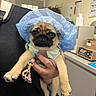 Princess Leia is registered to the contest to win money with this photo: pug, puppy, dog, animal, pet, blue_surgical_cap, clothing, hand, person, indoor, veterinary_clinic, medical, cute, small_dog, holding, leash, expression, face, fur, canine