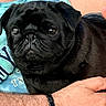 animal, arm, black_dog, blue_shirt, close_up, companion, cute, dog, domestic_animal, eye_reflection, face, friendship, fur, holding, human_hand, indoor, pet, portrait, pug, wrinkles