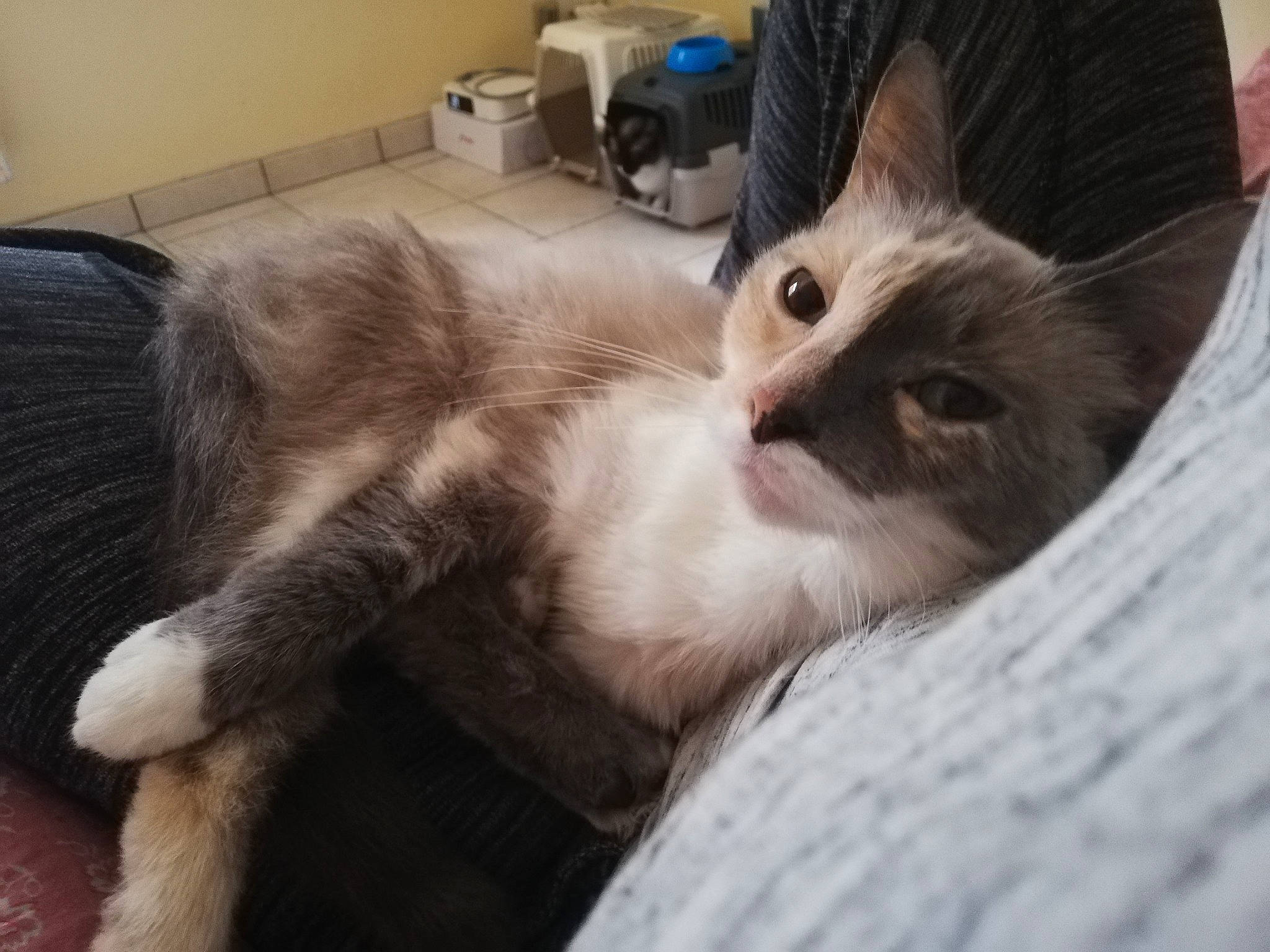 Halloween a rejoint le concours — aidez-le/la à gagner de superbes lots ! aegean_cat, carnivore, cat, domestic_short_haired_cat, ear, european_shorthair, eye, fawn, felidae, fur, kitten, mammal, norwegian_forest_cat, small_to_medium_sized_cats, whiskers