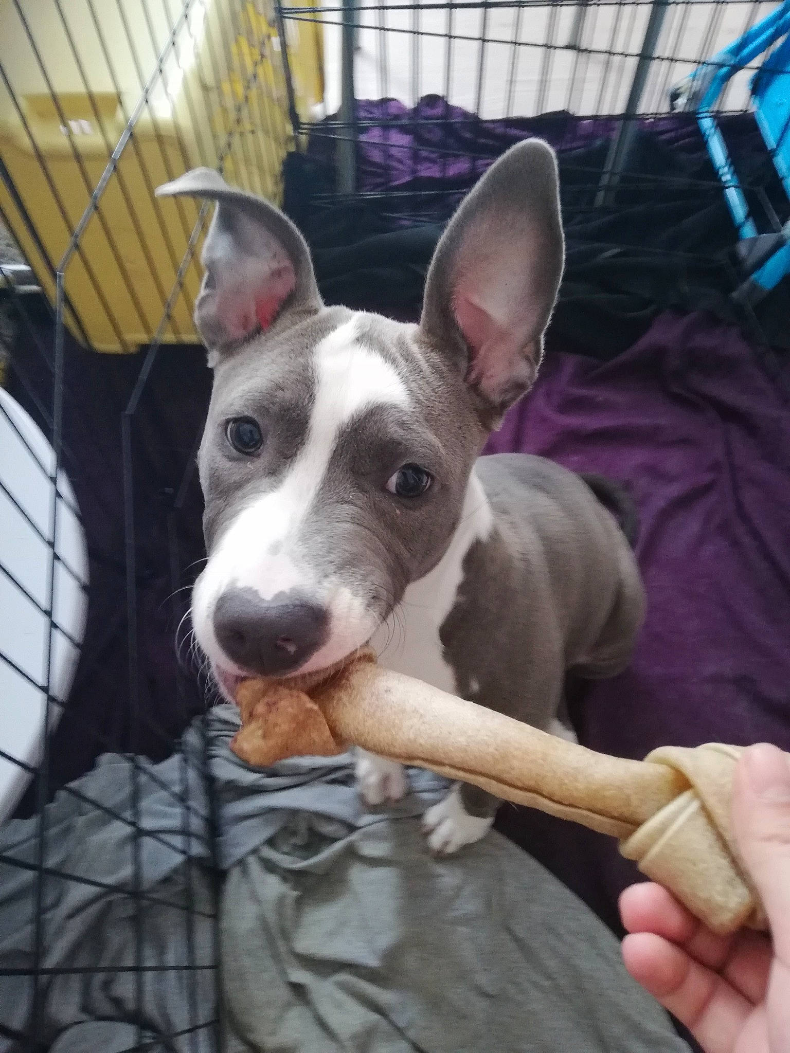 Naya a rejoint le concours — aidez-le/la à gagner de superbes lots ! bull_and_terrier, bull_terrier, bull_terrier_miniature, canidae, carnivore, dog, dog_breed, ear, fawn, gull_terr, ibizan_hound, mammal, non_sporting_group, old_english_terrier, rare_breed_dog, snout, vertebrate, whiskers