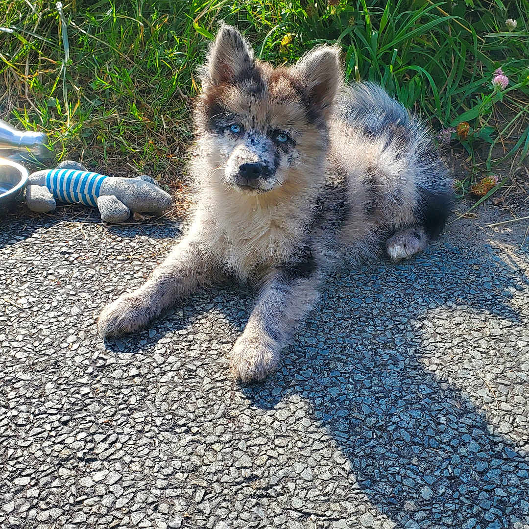 Snowball a rejoint le concours — aidez-le/la à gagner de superbes lots ! animal, canine, cat, clothing, dog, footwear, grass, herbal, husky, kitten, path, pebble, pet, plant, puppy, road, rock, shoe, soil, walkway