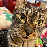 Boo Boo joined the competition — help win amazing prizes! cat, tabby_cat, pet, animal, feline, close_up, portrait, whiskers, green_eyes, striped_fur, brown_fur, wide_eyes, nose, ears, indoor, cozy, cushions, colorful_background, photography, curious