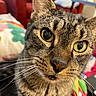 cat, tabby_cat, pet, animal, feline, close_up, portrait, whiskers, green_eyes, striped_fur, brown_fur, wide_eyes, nose, ears, indoor, cozy, cushions, colorful_background, photography, curious