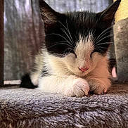 Splotch joined the competition — help win amazing prizes! cat, kitten, sleeping, black_and_white, fur, paw, whiskers, cozy, soft, closeup, pet, animal, indoors, resting, cute, feline, young, nap, calm, relaxed