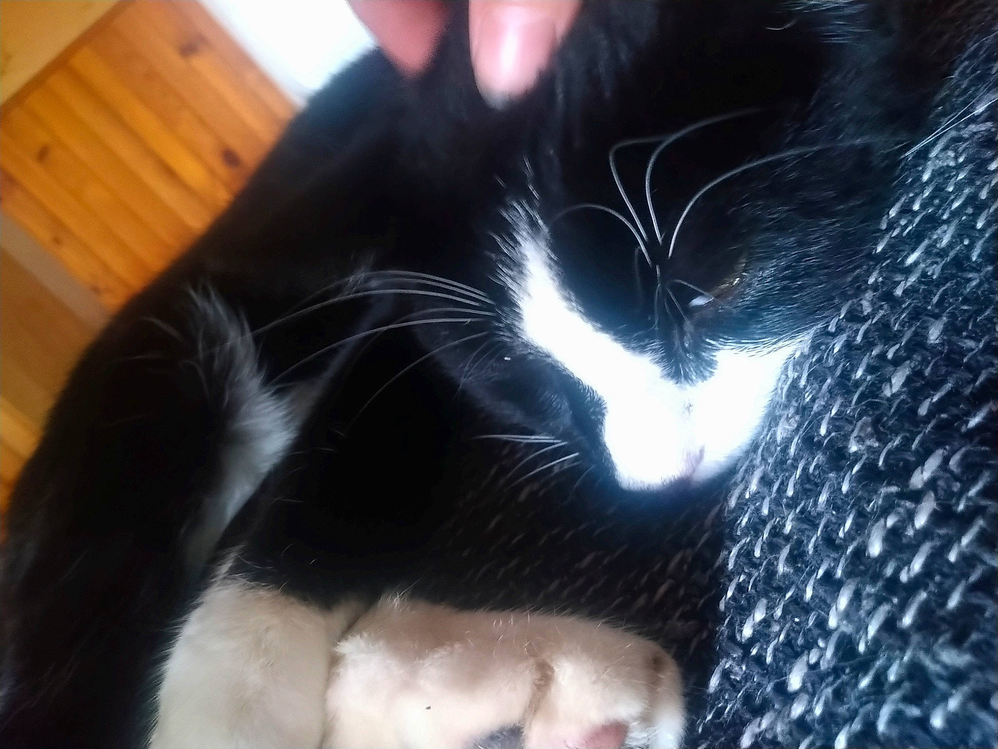 Marley participe au concours pour gagner de l'argent avec cette photo : black_cat, carnivore, cat, claw, comfort, darkness, domestic_short_haired_cat, ear, electric_blue, felidae, foot, fur, gesture, human_leg, nail, paw, small_to_medium_sized_cats, snout, tail, whiskers