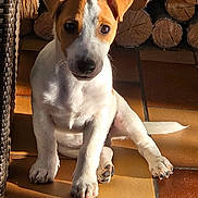 Herve Ribola participe au concours pour gagner de l'argent avec cette photo : dog, puppy, jack_russell, pet, indoor, sunlight, tiles, wood_logs, paws, nose, eyes, sitting, looking_at_camera, fur, ears, floor, shadow, wicker_chair, cozy, portrait
