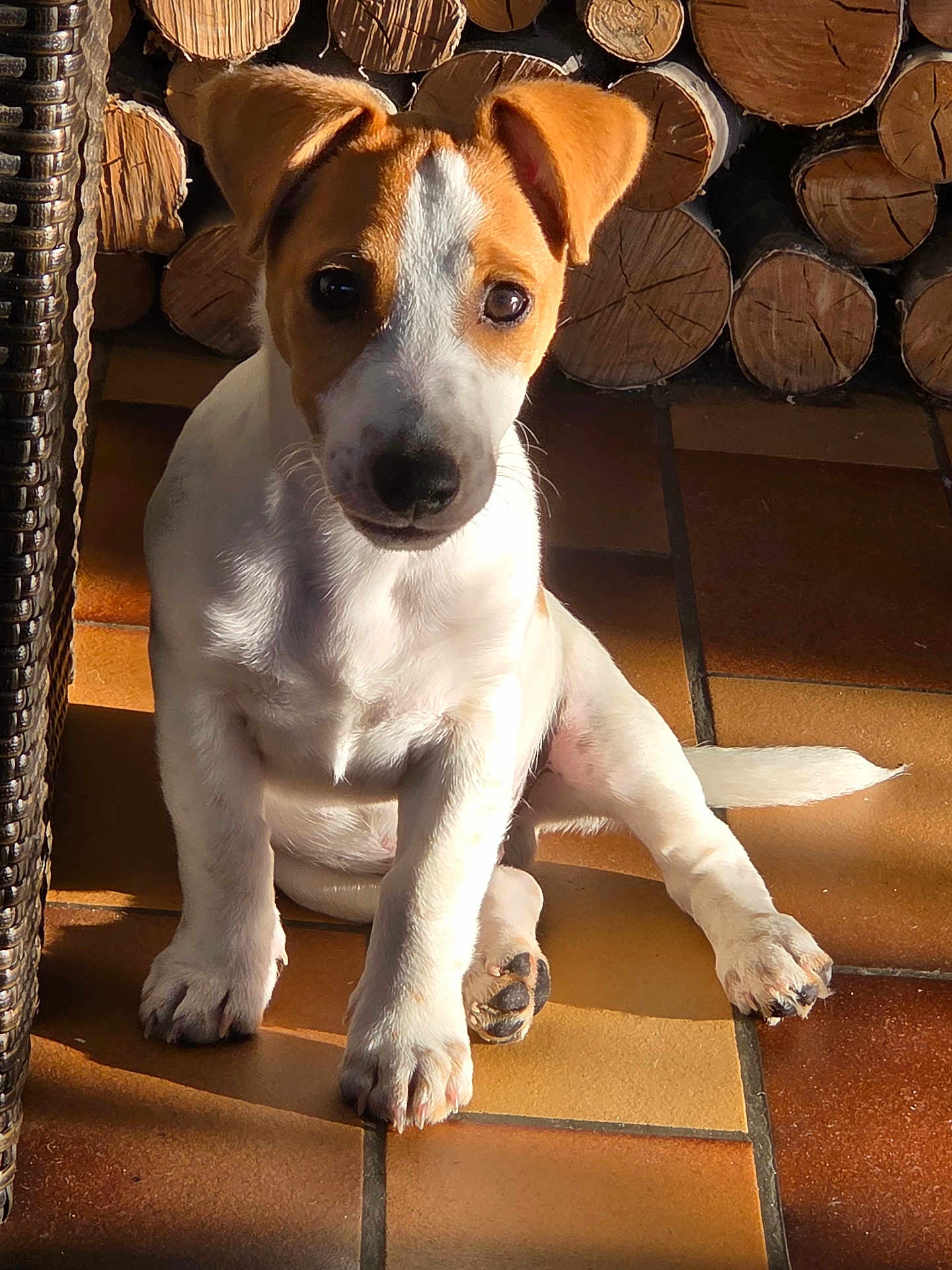 Herve Ribola participe au concours pour gagner de l'argent avec cette photo : dog, puppy, jack_russell, pet, indoor, sunlight, tiles, wood_logs, paws, nose, eyes, sitting, looking_at_camera, fur, ears, floor, shadow, wicker_chair, cozy, portrait
