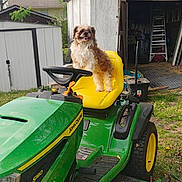 Chewy joined the competition — help win amazing prizes! dog, small_dog, fluffy_dog, lawn_mower, riding_mower, john_deere, yellow_seat, green_tractor, yard, grass, shed, garage, lawn_equipment, outdoor, pet, smiling, wheels, ladder, rustic, spring_trees