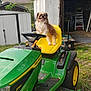 dog, small_dog, fluffy_dog, lawn_mower, riding_mower, john_deere, yellow_seat, green_tractor, yard, grass, shed, garage, lawn_equipment, outdoor, pet, smiling, wheels, ladder, rustic, spring_trees
