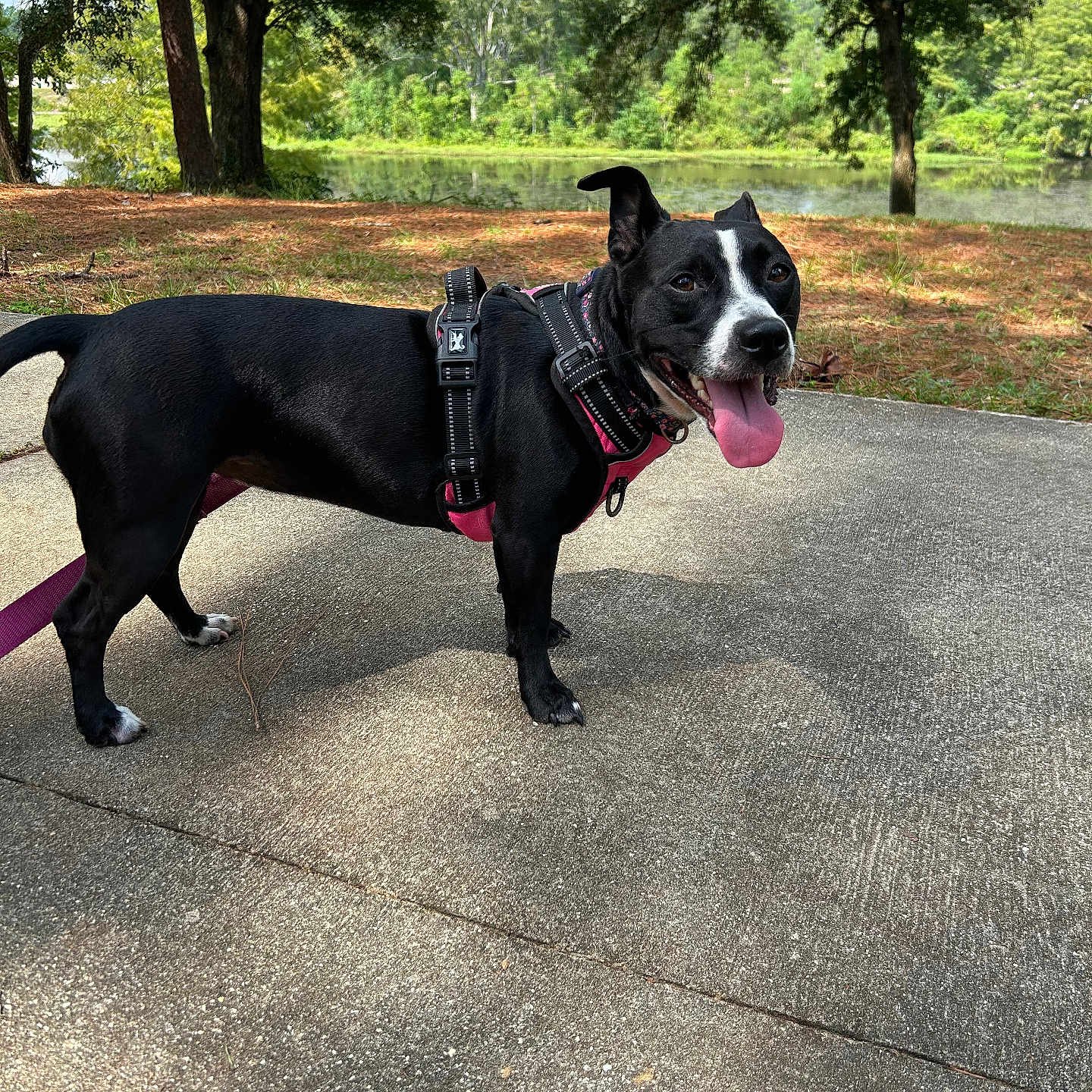 Cleo is registered to the contest to win money with this photo: accessories, animal, bostonbull, bulldog, canine, dog, face, grass, grove, head, land, nature, outdoors, park, pet, plant, strap, tree, vegetation, woodland