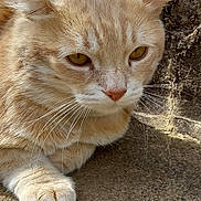 Pepo participe au concours pour gagner de l'argent avec cette photo : animal, cat, close_up, curious, ears, eyes, face, feline, fur, ginger_cat, moss, nature, outdoor, paw, pet, quiet, resting, stone_surface, sunlight, whiskers