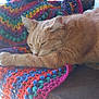 Pepo participe au concours pour gagner de l'argent avec cette photo : cat, colorful, cozy, crocheted_blanket, domestic_animal, fur, knitting, nature, orange_cat, outdoor, peaceful, pet, relaxation, resting, sleeping, sunlight, table, tree, wood, yarn