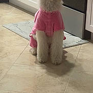 Amaya is registered to the contest to win money with this photo: dog, white_dog, hoodie, pink_clothing, pet, indoor, kitchen, tile_floor, cabinet, mat, sitting, cute, fluffy, animal, fur, domestic_animal, companion, looking_at_camera, calm, portrait